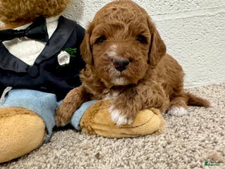 Mini Goldendoodle dogs Cooper - Ad 27