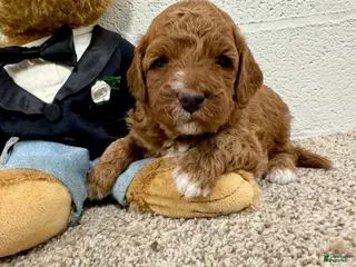Mini Goldendoodle dogs Cooper - Ad 18