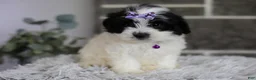 Maltipoo dogs for sale: Gwen - Ad 15