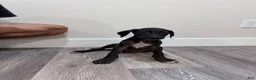 Great Dane dogs for sale: Great Dane 2 (Buck)  - Ad 2