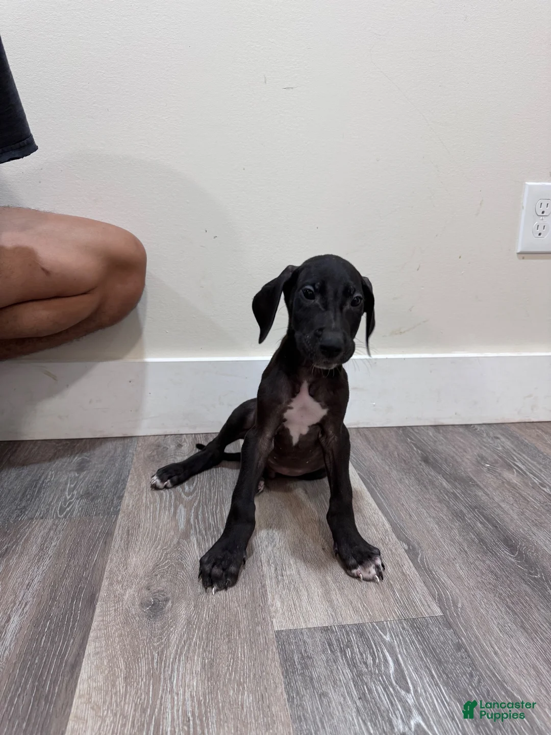 Great Dane dogs for sale: Great Dane 2 (Buck)  - Ad 2