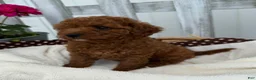 Cavapoo dogs for sale: Charlie - Ad 5