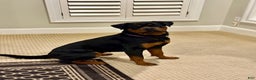Rottweiler dogs for sale: Nova Vom Hause Metzger - Ad 2