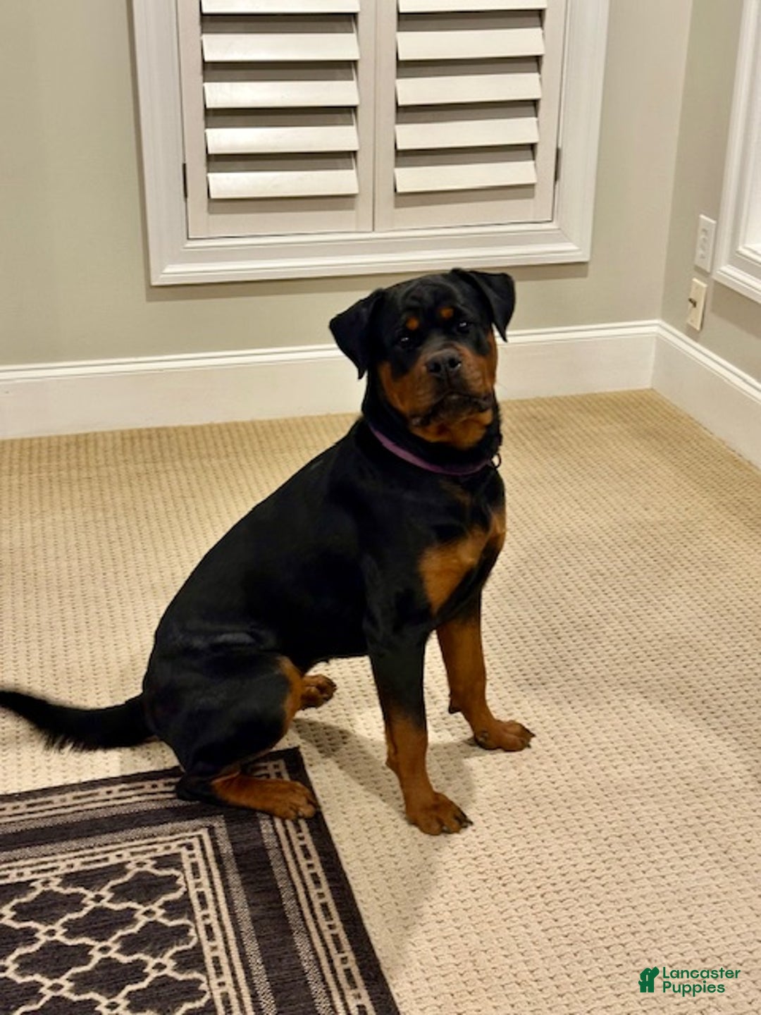 Rottweiler dogs for sale: Nova Vom Hause Metzger - Ad 2