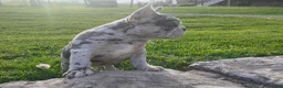 French Bulldog dogs for sale: Jupiter - Ad 5