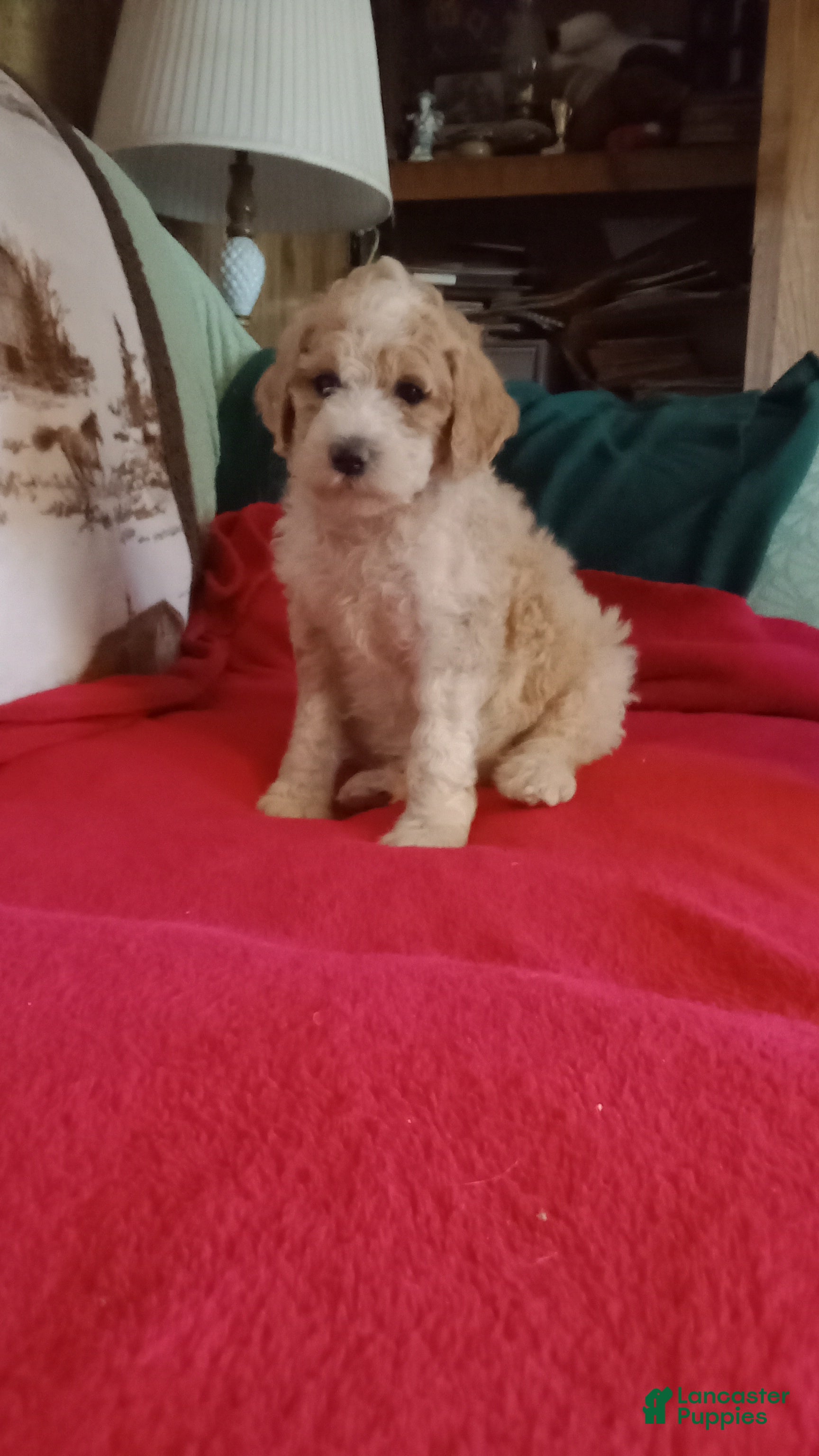 Standard Poodle dogs for sale: Standard Poodle Puppy 1 - Ad 6