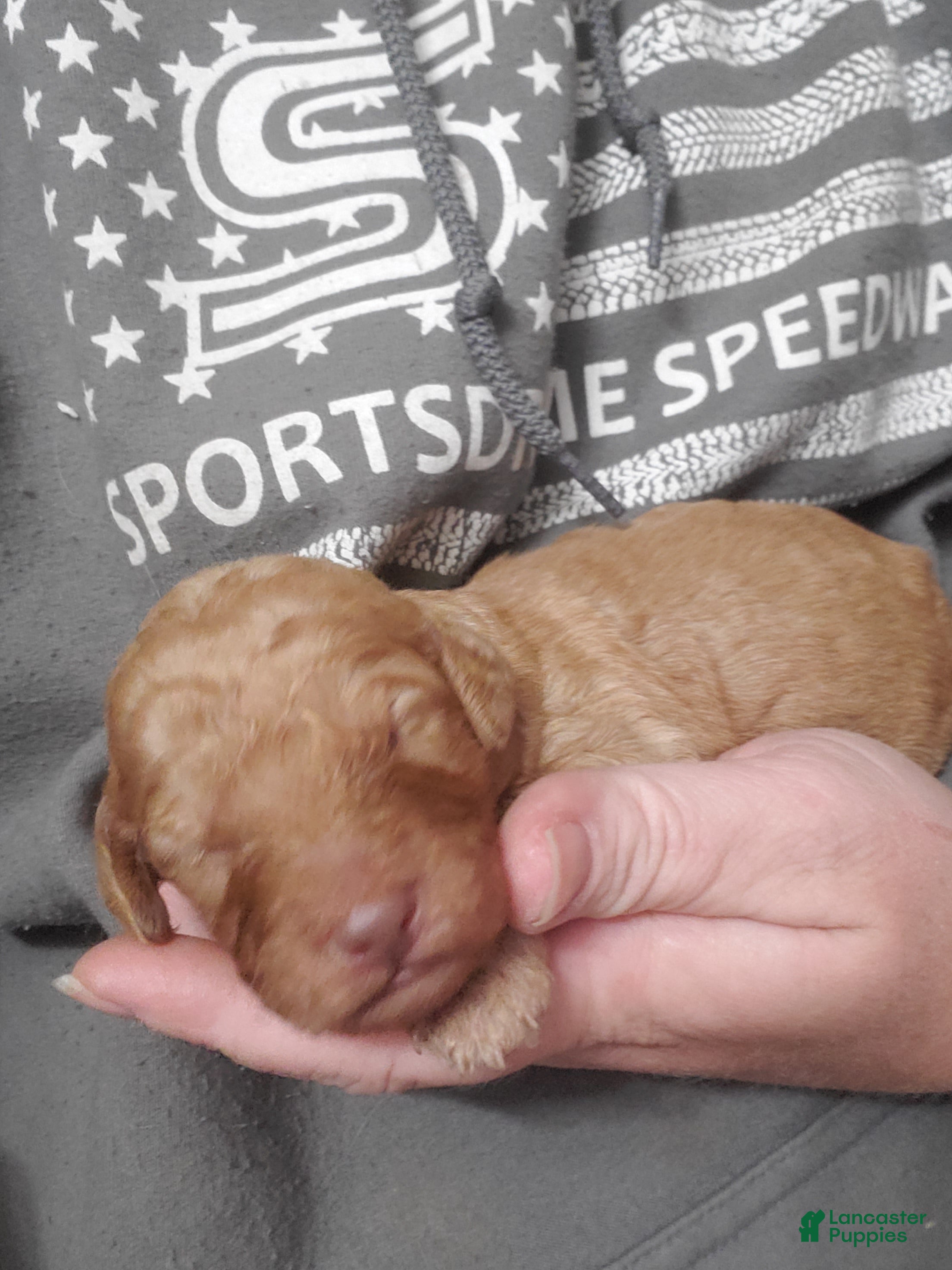 Goldendoodle dogs Goldendoodle Puppy 5 - Ad 17