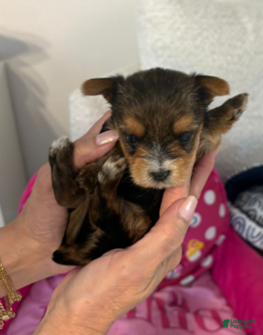 Yorkshire Terrier dogs for sale: Rose - Yorkshire Terrier Puppy 3 - Ad 1