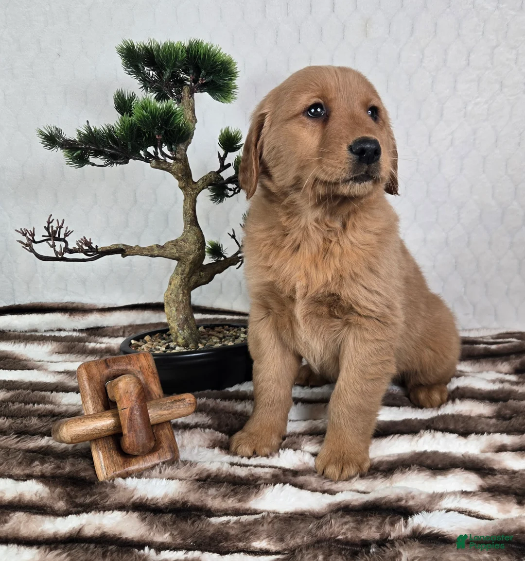 Golden Retriever dogs for sale: Graham  - Ad 6