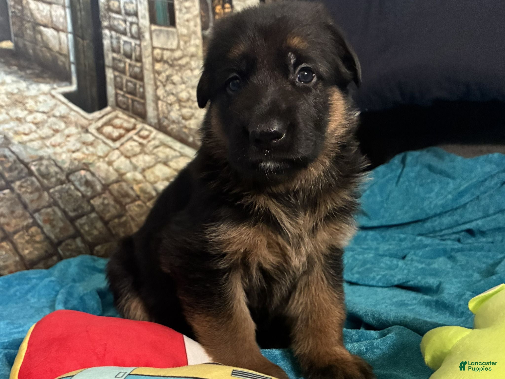 German Shepherd dogs Veronica - Ad 2