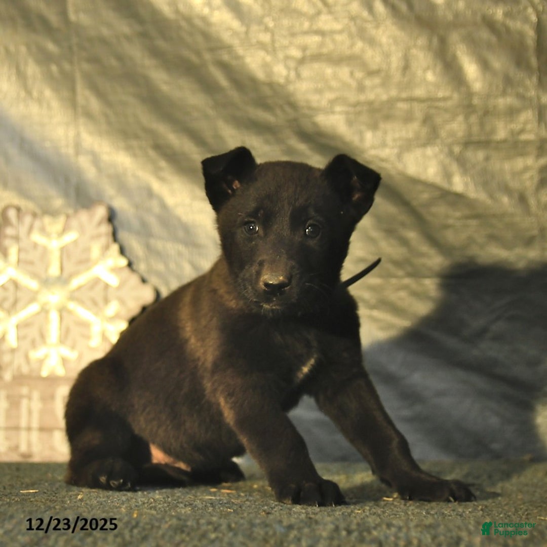 Belgian Malinois dogs for sale: Blizzard  - Ad 2