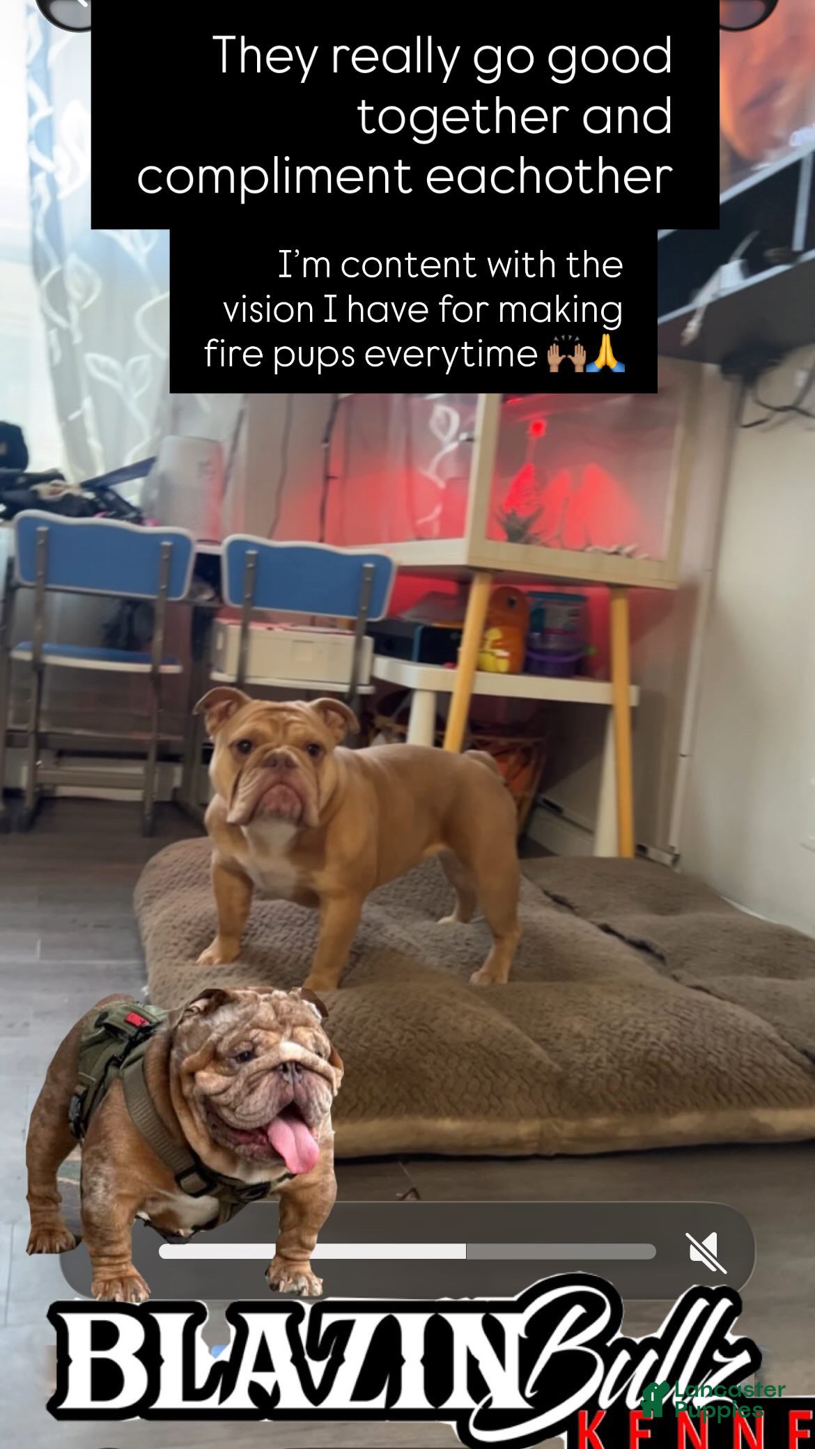 English Bulldog dogs Mellow  - Ad 2