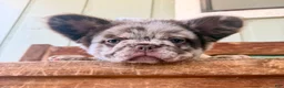 French Bulldog dogs for sale: Honey - Ad 3