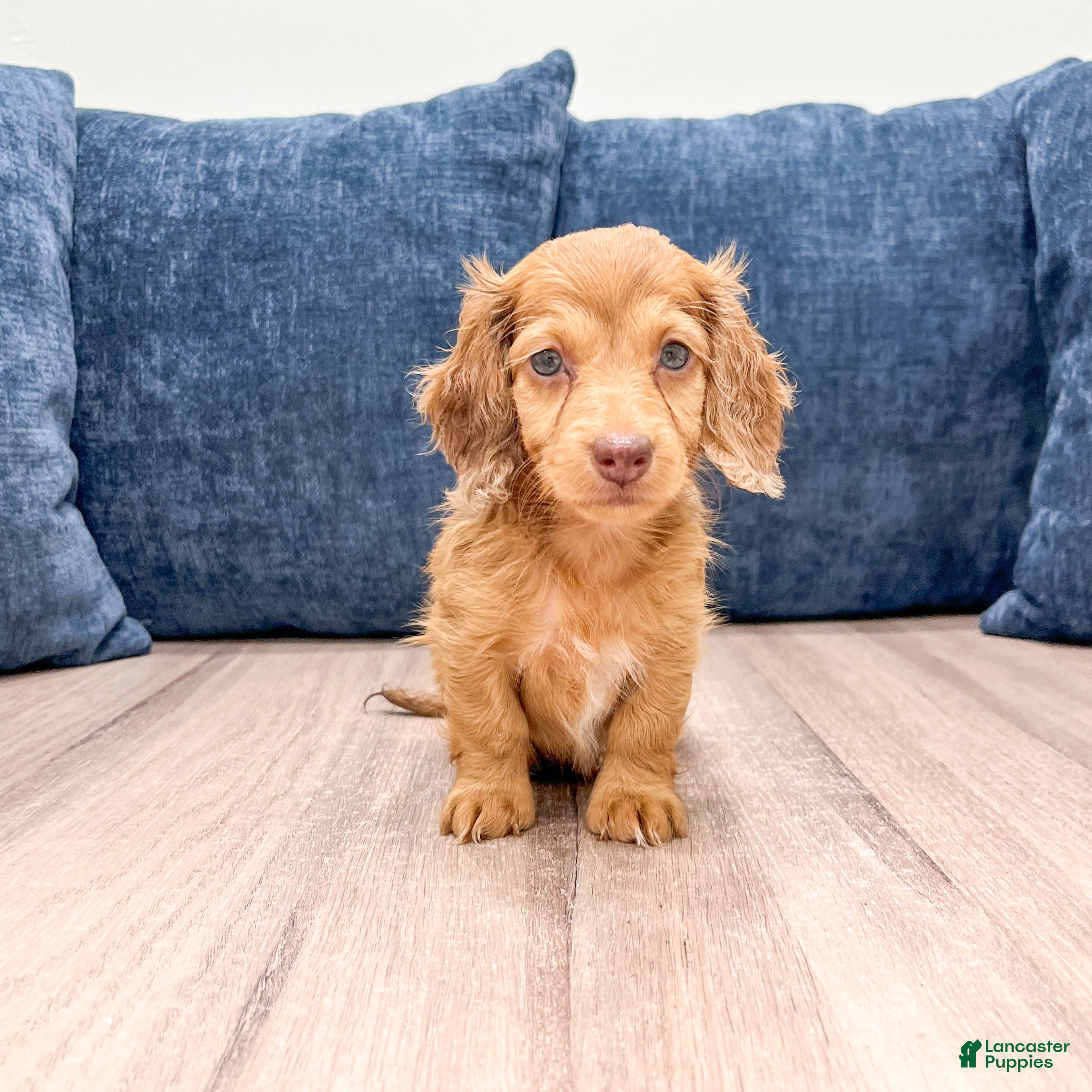 Miniature Dachshund dogs Sophie - Ad 1