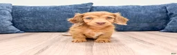 Miniature Dachshund dogs for sale: Sophie - Ad 1