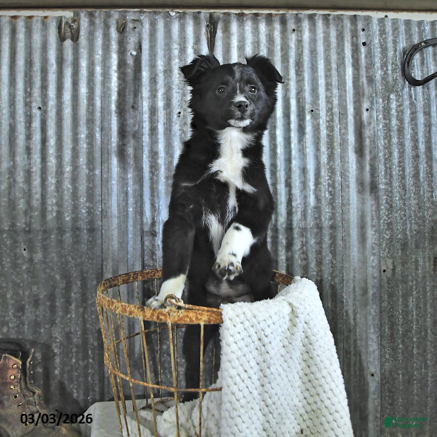 Mixed Breed dogs Darcy - Ad 2