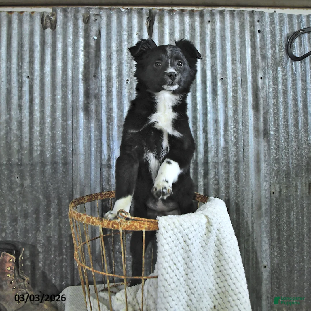 Mixed Breed dogs for sale: Darcy - Ad 2