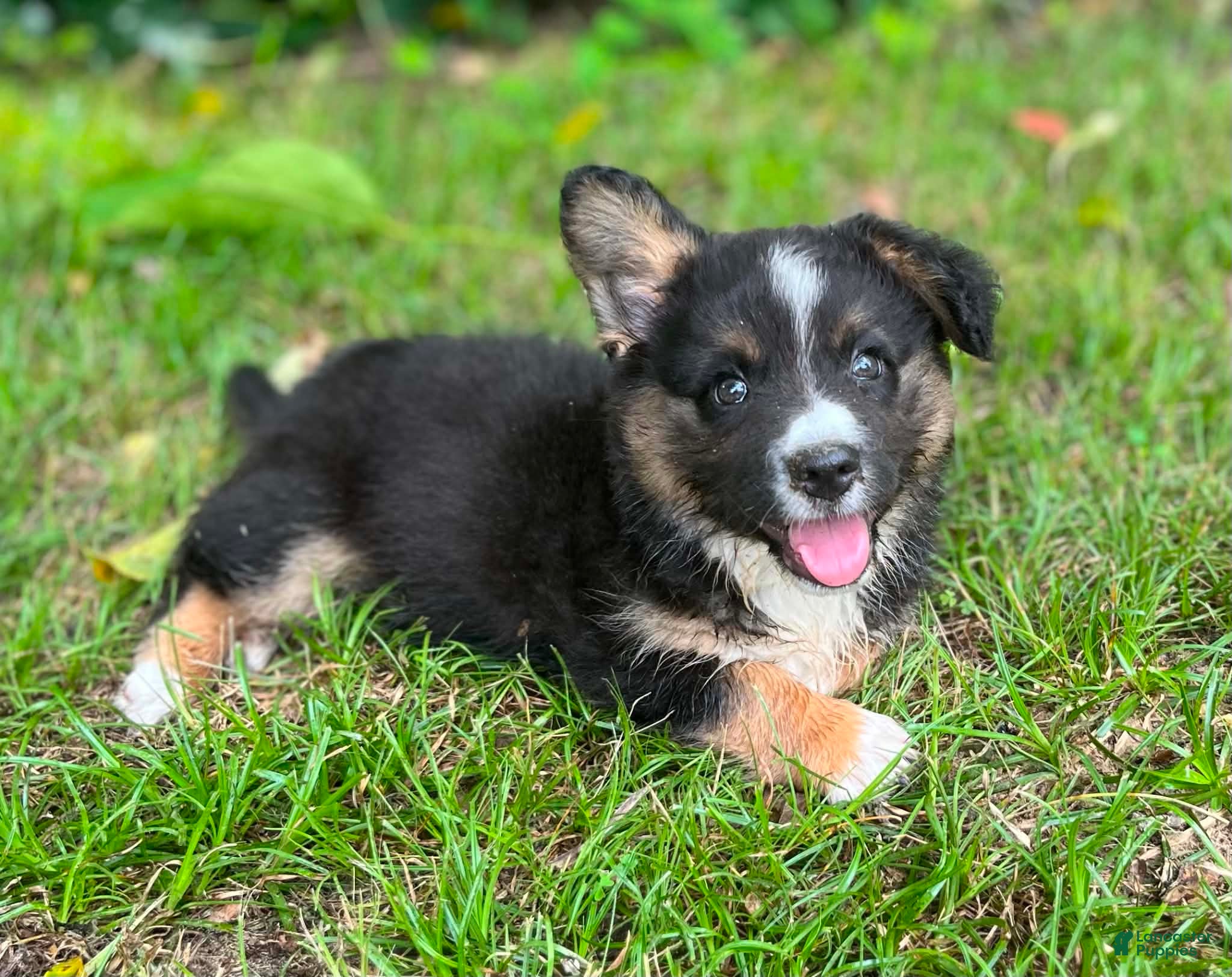 Welsh Corgi Cardigan dogs Dash- Fluffy - Ad 1