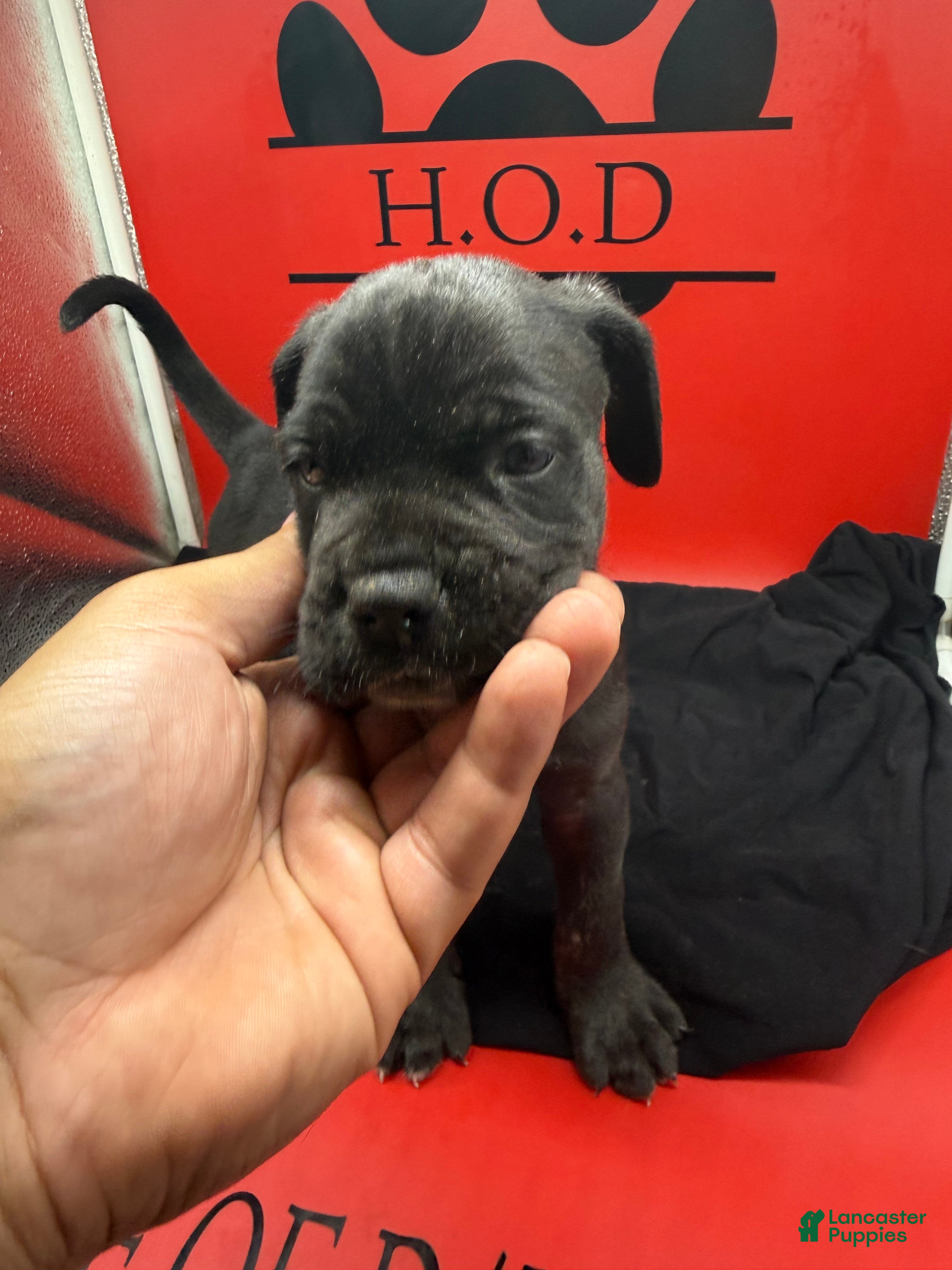 Cane Corso dogs Zane - Ad 2