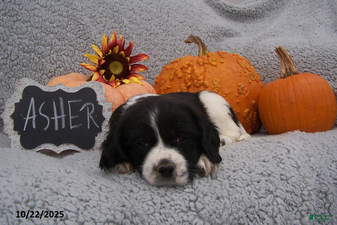 English Springer Spaniel dogs for sale: Asher - Ad 1