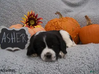 English Springer Spaniel dogs Asher - Ad 1