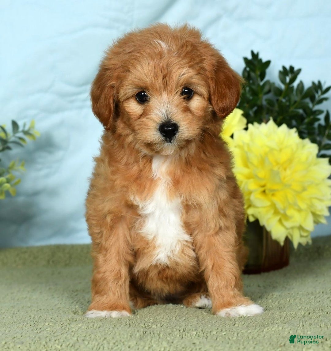 Mini Goldendoodle dogs for sale: Lindsey - Ad 7