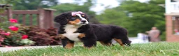 Bernese Mountain Dog dogs for sale: Casey - Ad 7