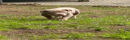 American Bully dogs for sale: Lily - Ad 4