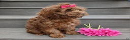 Cockapoo dogs for sale: Zola - Ad 2