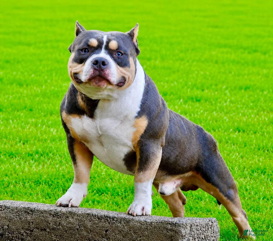 American Bully dogs for stud: Chop and Nelly - Ad 2