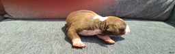 American Bully dogs for sale: Edward - Ad 5