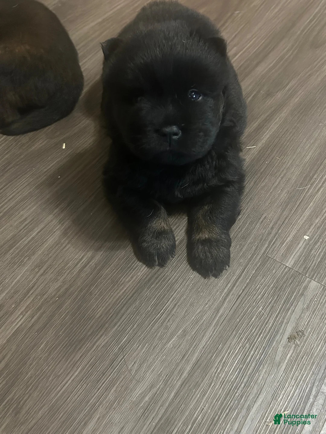 Mixed Breed dogs for sale: Biggy Bear - Ad 1