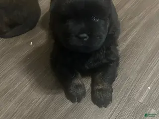 Mixed Breed dogs Biggy Bear - Ad 3