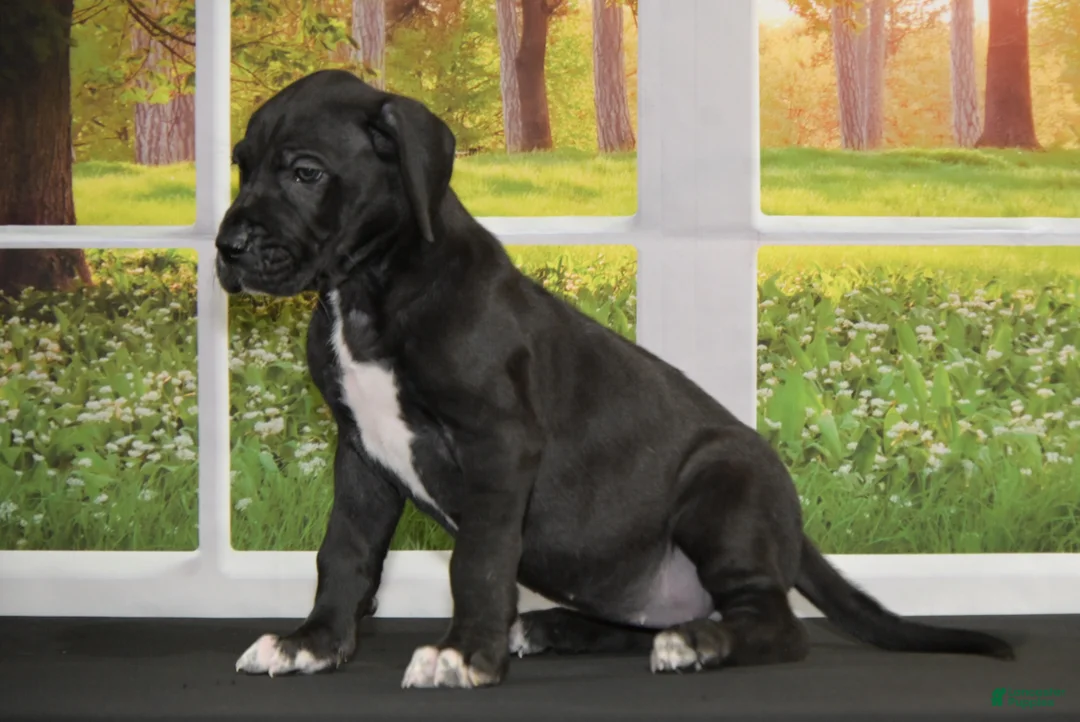 Great Dane dogs for sale: Lanie - Ad 2