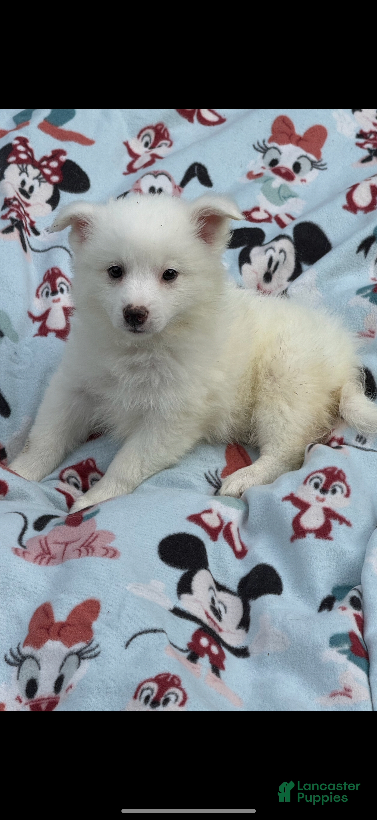 American Eskimo Puppies for sale Lancaster Puppies