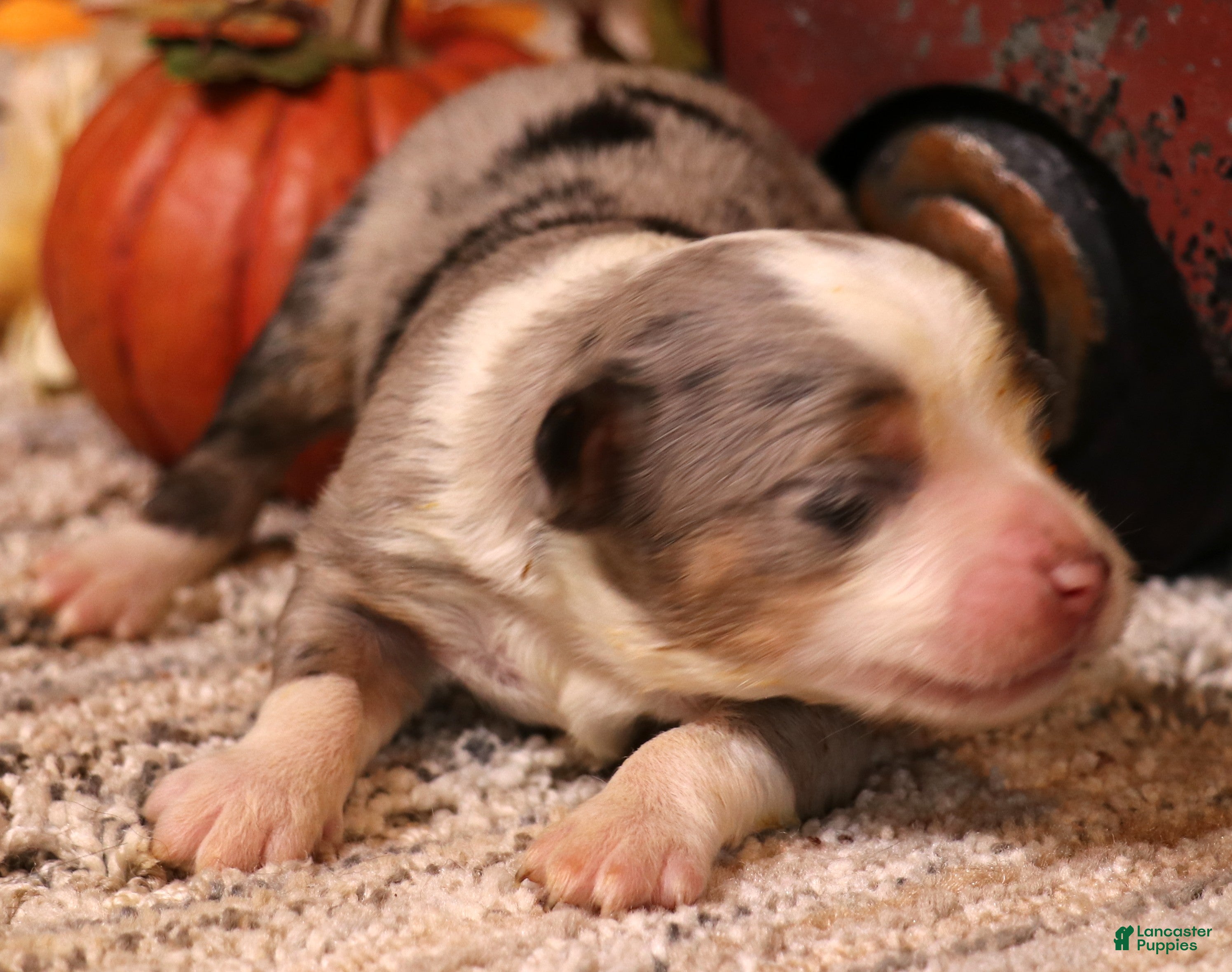 Toy Australian Shepherd dogs Ice blue merle - Ad 10
