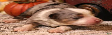 Ice blue merle