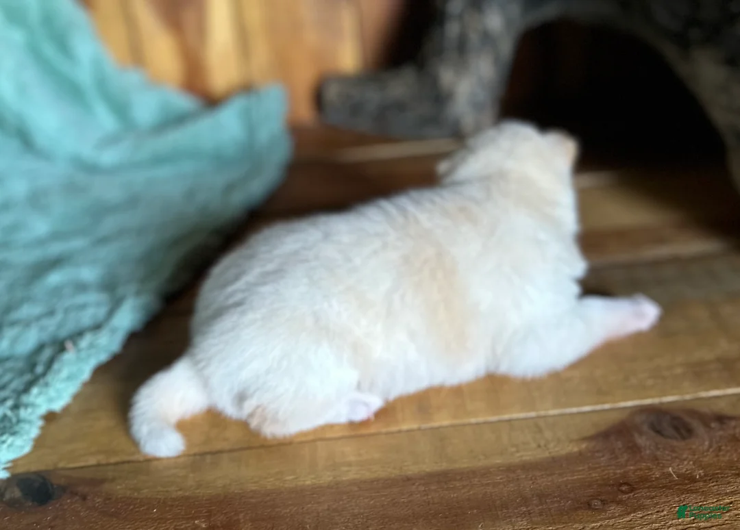 Shiba Inu dogs for sale: Shiba Inu Puppy 5 - Ad 2