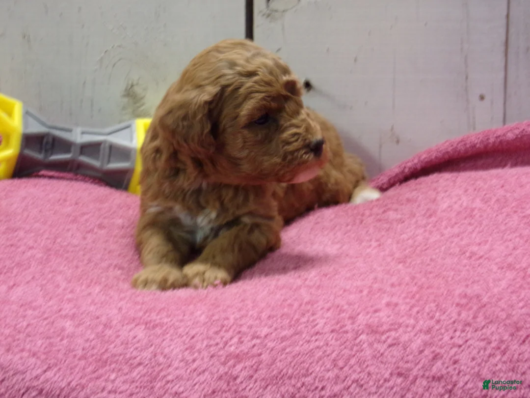 Standard Poodle dogs for sale: Effie - Ad 7