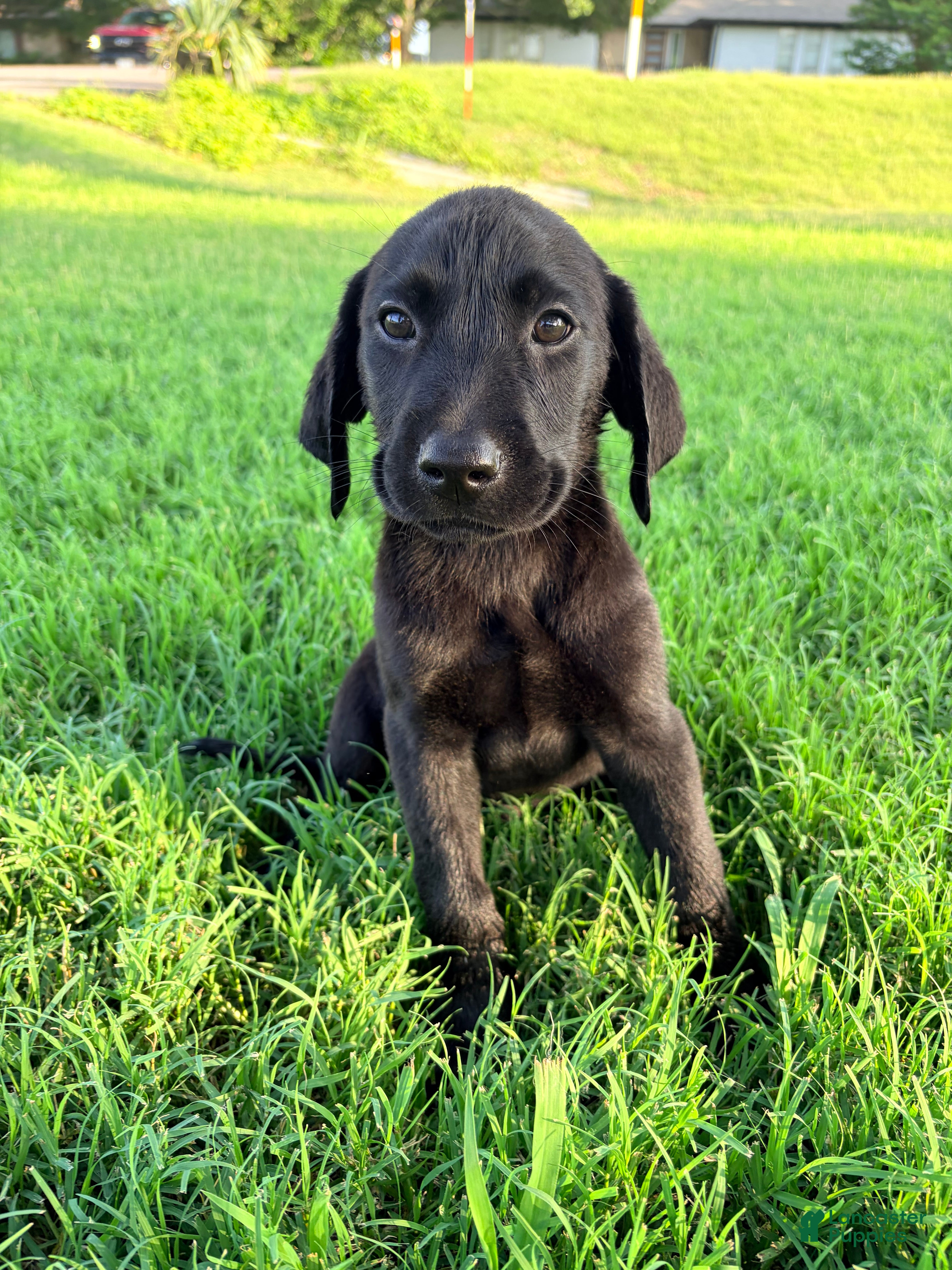 Labrador Retriever dogs Labrador Retriever 3 - Ad 23