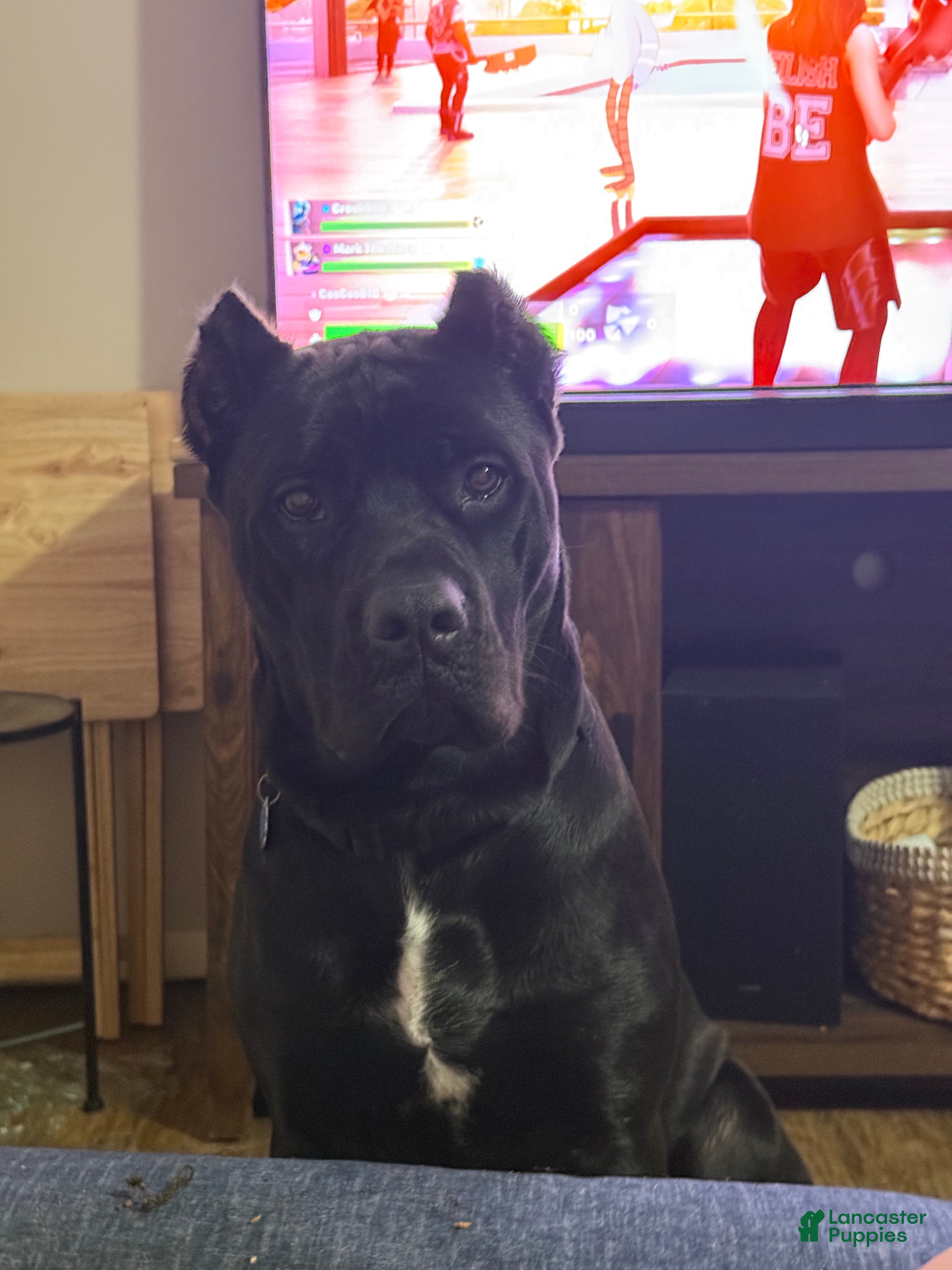 Cane Corso dogs Cane Corso we - Ad 2