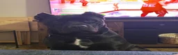 Cane Corso dogs for sale: Cane Corso we - Ad 2