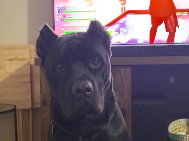 Cane Corso dogs Cane Corso we - Ad 2
