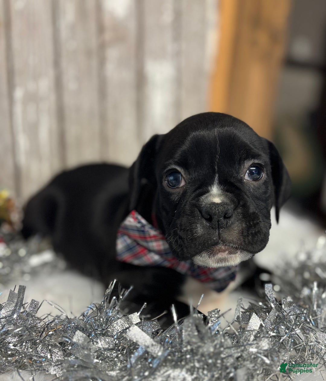 Boxer dogs for sale: Bruno - Ad 3