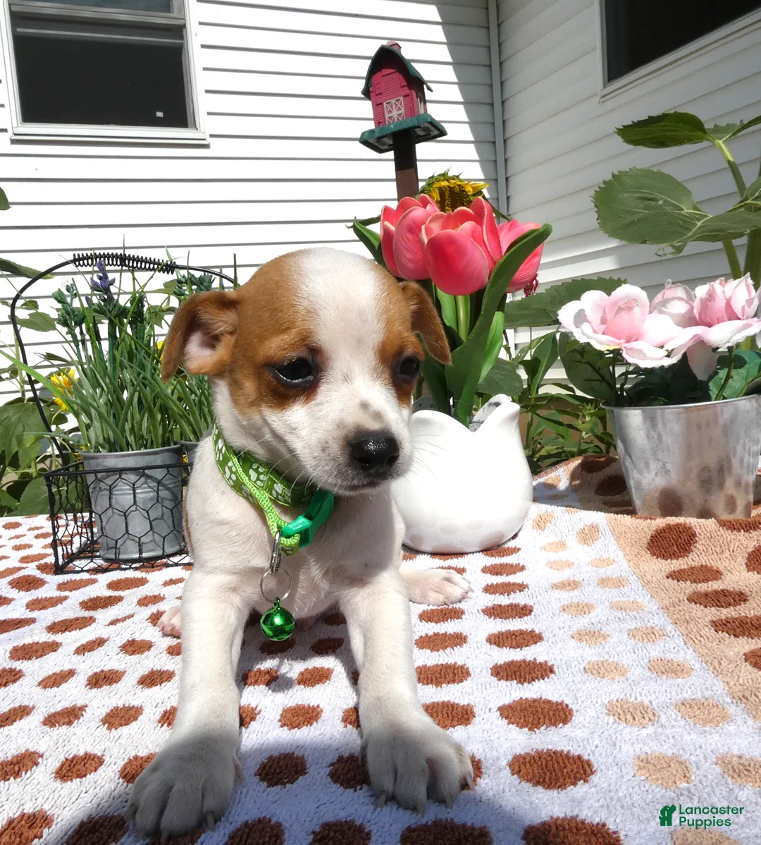 Jack Chi dogs for sale: Jack Chi 7 Tyler - Ad 2