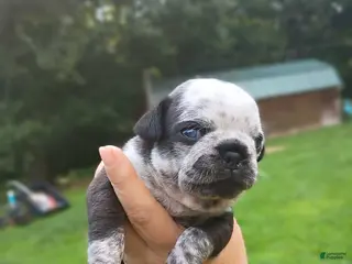 Pug dogs Peter pan - Ad 34