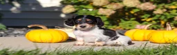 Dachshund dogs for sale: Lily - Ad 5