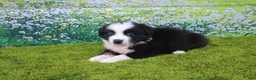 Australian Shepherd dogs for sale: Levi - Ad 4