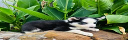 Siberian Husky dogs for sale: Rolex - Ad 10