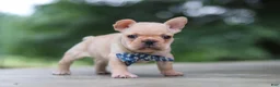 French Bulldog dogs for sale: Cody - Ad 3